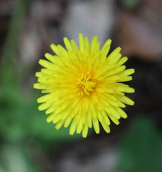 野生花油菜花蒲公英风球星科背景高质量的印刷品 — 图库照片