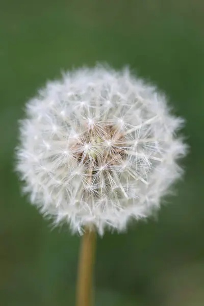 Fleur Sauvage Taraxacum Officinale Pissenlit Blowball Astéracées Famille Fond Impressions — Photo