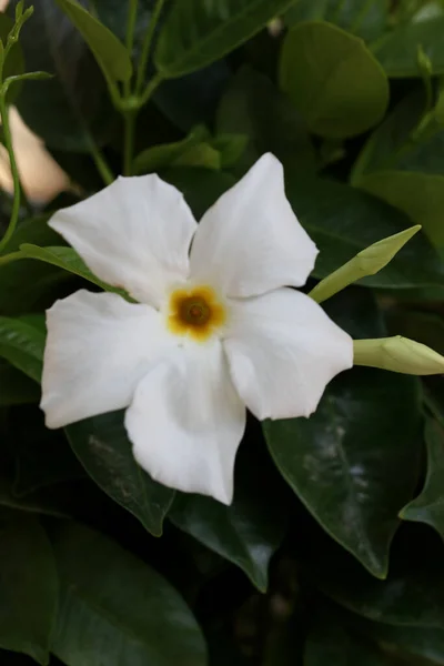 White Mandevilla Bella Flower Chilean Jasmine Family Apocynaceae Background High — Stock Photo, Image
