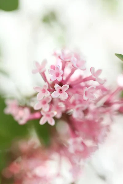 Syringa Vulgaris Macro Fleur Famille Oleaceae Fond Impressions Haute Qualité — Photo