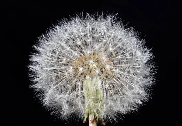 Dandelion Flor Bola Sopro Taraxacum Asteraceae Família Foco Pilha Macro — Fotografia de Stock