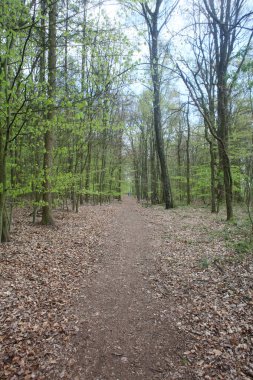 Corona virüsü zamanındaki boş orman yolları covid-19 sezonluk arka plan yüksek kaliteli baskılar