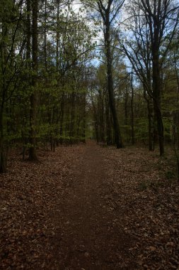 Corona virüsü zamanındaki boş orman yolları covid-19 sezonluk arka plan yüksek kaliteli baskılar