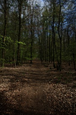 Corona virüsü zamanındaki boş orman yolları covid-19 sezonluk arka plan yüksek kaliteli baskılar