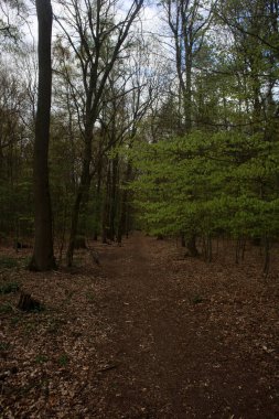 Corona virüsü zamanındaki boş orman yolları covid-19 sezonluk arka plan yüksek kaliteli baskılar