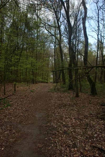 Strade Forestali Vuote Tempo Corona Virus Covid Stagione Sfondo Stampe — Foto Stock