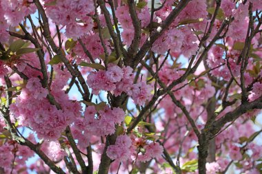Ağaçtaki kiraz çiçekleri yaz mevsiminde yakın pembe arka plan yüksek kaliteli baskılar
