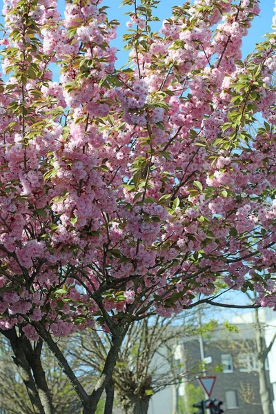 Fleurs Cerisier Sur Arbre Gros Plan Été Rose Fond Impressions — Photo
