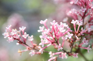 Şırınga vulgaris makro yaz çiçeği ailesi oleaceae arka plan yüksek kaliteli baskı