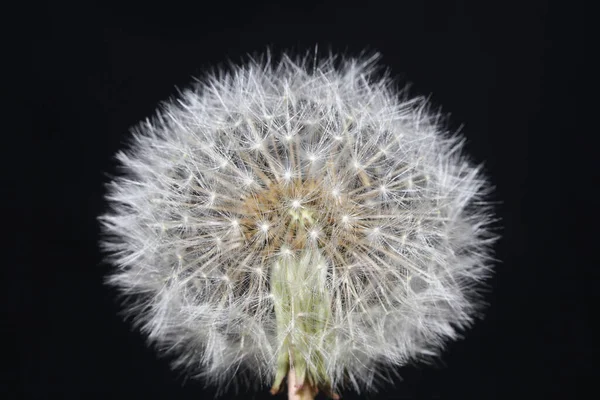 Flor Silvestre Taraxacum Officinale Diente León Blowball Asteraceae Familia Fondo —  Fotos de Stock