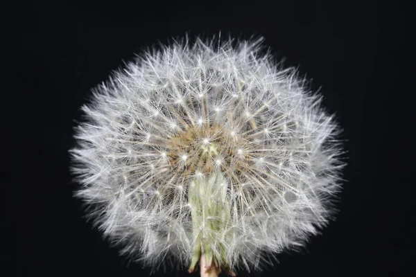 Yabani Çiçek Taraxacum Officinale Hindiba Blowball Asteraceae Familyasının Arka Planında — Stok fotoğraf