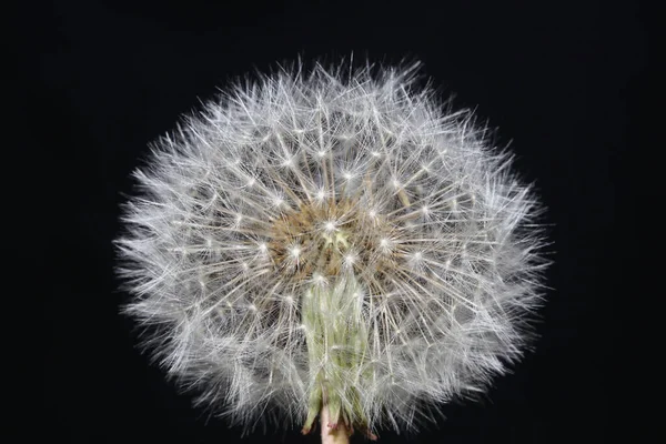 Yabani Çiçek Taraxacum Officinale Hindiba Blowball Asteraceae Familyasının Arka Planında — Stok fotoğraf