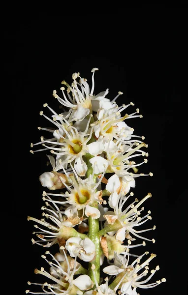 Fleur Fond Macro Noir Prunus Lusitanica Family Rosaceae Impression Haute — Photo