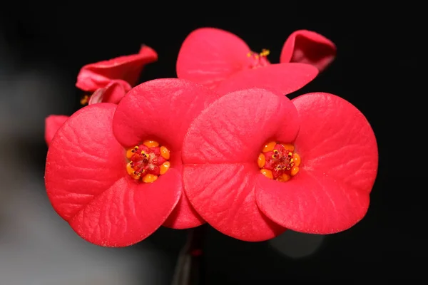 Czerwony Kwiat Makro Nowoczesne Tło Euphorbia Milii Rodzina Euphorbiaceae Wysokiej — Zdjęcie stockowe
