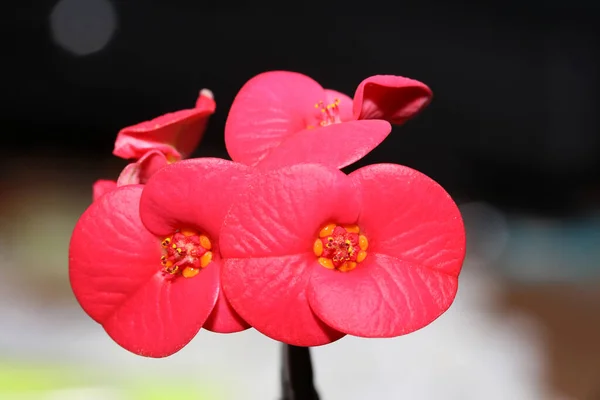Fleur Rouge Macro Fond Moderne Euphorbia Milii Famille Euphorbiaceae Impression — Photo