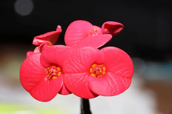 Red Flower Macro Modern Background Euphorbia Milii Family Euphorbiaceae High — Stock Photo, Image