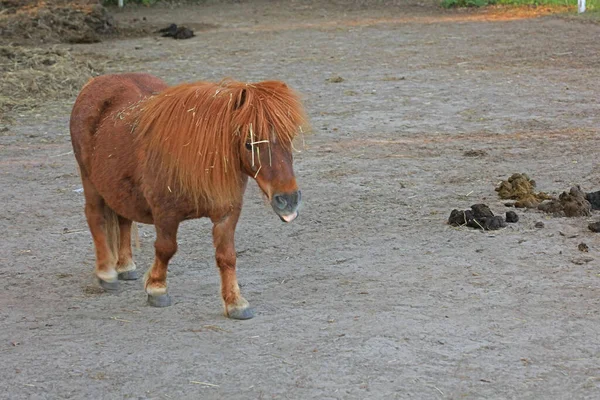 Cavalo Retrato Macro Moderno Fundo Alta Qualidade Imprimir Dorsten Cidade — Fotografia de Stock