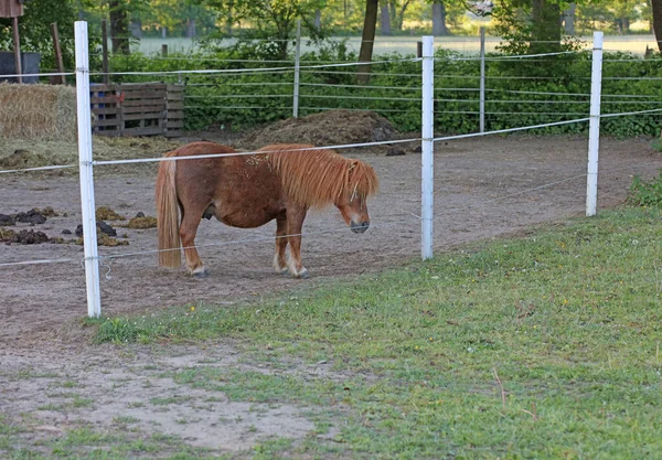 Retrato Caballo Macro Fondo Moderno Impresión Alta Calidad Dorsten Ciudad — Foto de Stock