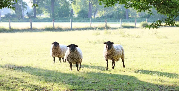 Siyah başlı koyun makro modern arka plan yüksek kaliteli Dorsten covid-19 sezonu