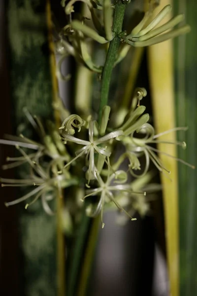 Dracaena Trifasciata Flor Florescendo Cobra Planta Asparagaceae Família Moderna Impressão — Fotografia de Stock