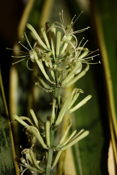 Dracaena Trifasciata Bunga Mekar Ular Tanaman Asparagaceae Keluarga Modern Berkualitas — Stok Foto