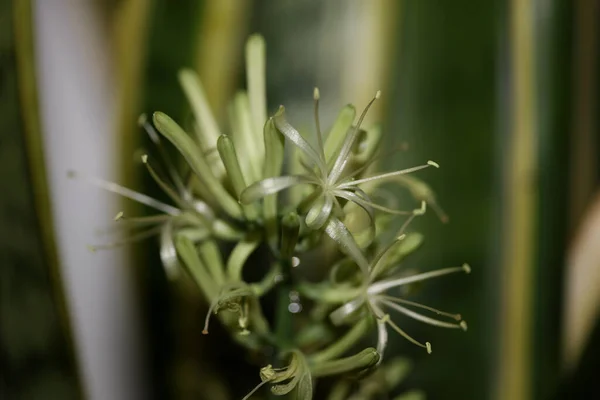 Dracaena Trifasciata Flor Florescendo Cobra Planta Asparagaceae Família Moderna Impressão — Fotografia de Stock