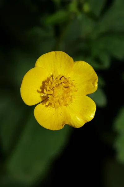 Gelbe Wilde Blume Blüte Hahnenfuß Acris Familie Hahnenfuß Moderne Hochwertige — Stockfoto