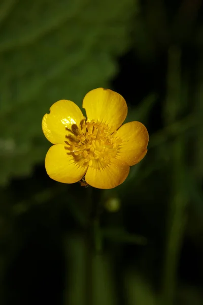 Żółty Dziki Kwiat Kwiat Ranunculus Acris Jaskier Rodzina Ranunculaceae Nowoczesny — Zdjęcie stockowe