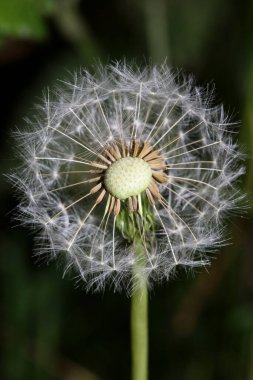 Vahşi çiçek karahindiba üfleme topu taraxacum officinale family asteraceae modern yüksek kaliteli baskı