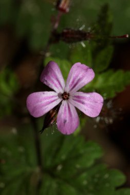 Vahşi menekşe çiçeği sardunya robertianum ailesi sardunya modern botanik kitabı yüksek kaliteli baskı
