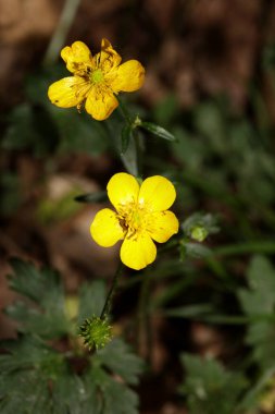 Vahşi sarı çiçek ranunculus acris ailesi ranunculaceae modern botanik kitabı yüksek kaliteli baskı
