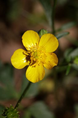 Vahşi sarı çiçek ranunculus acris ailesi ranunculaceae modern botanik kitabı yüksek kaliteli baskı