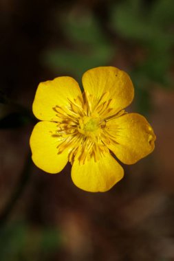 Vahşi sarı çiçek ranunculus acris ailesi ranunculaceae modern botanik kitabı yüksek kaliteli baskı