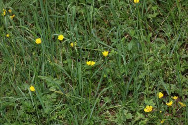 Vahşi sarı çiçek ranunculus acris ailesi ranunculaceae modern botanik kitabı yüksek kaliteli baskı