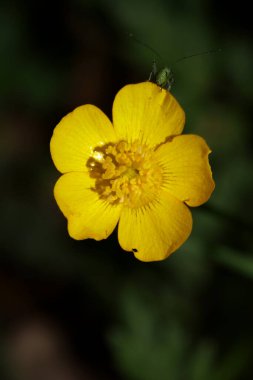 Vahşi sarı çiçek ranunculus acris ailesi ranunculaceae modern botanik kitabı yüksek kaliteli baskı