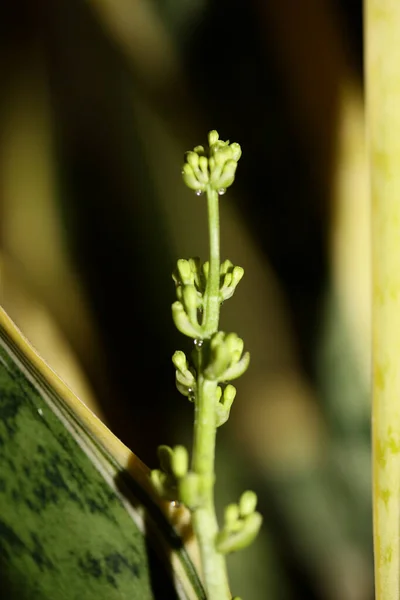 Flor Interior Dracaena Trifascia Serpiente Planta Asparagaceae Familia Impresión Alta — Foto de Stock