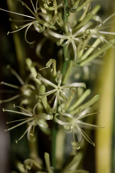 Blomma Blomma Dracaena Trifascia Orm Växt Asparagaceae Familj Hög Kvalitet — Stockfoto
