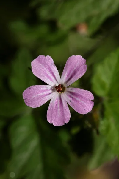 Flor Violeta Silvestre Geranio Robertianum Familia Geraniaceae Libro Botánico Moderno —  Fotos de Stock