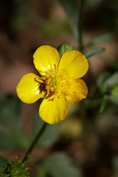 Flor Amarela Selvagem Ranunculus Acris Família Ranunculaceae Livro Botânico Moderno — Fotografia de Stock