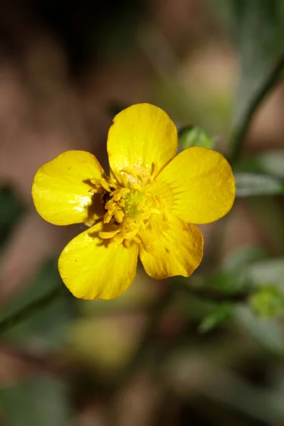 Vild Gul Blomma Ranunculus Acris Familj Ranunculaceae Modern Botanisk Bok — Stockfoto