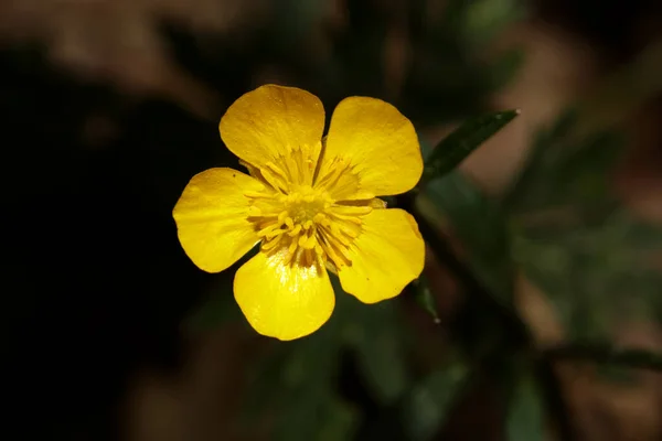 Flor Amarela Selvagem Ranunculus Acris Família Ranunculaceae Livro Botânico Moderno — Fotografia de Stock