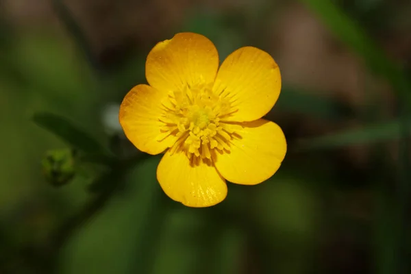 Flor Amarela Selvagem Ranunculus Acris Família Ranunculaceae Livro Botânico Moderno — Fotografia de Stock