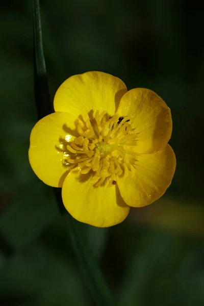 Dziki Żółty Kwiat Ranunculus Acris Rodzina Ranunculaceae Nowoczesny Botaniczny Książka — Zdjęcie stockowe
