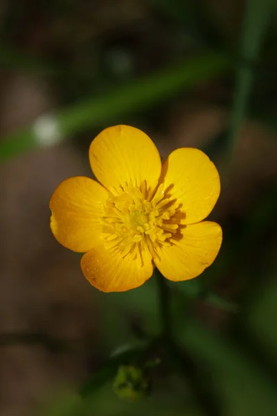 Vahşi Sarı Çiçek Ranunculus Acris Ailesi Ranunculaceae Modern Botanik Kitabı — Stok fotoğraf