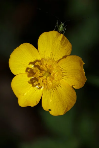 野生の黄色の花Ranunculus Acris家族Ranunculaceae現代の植物本高品質の印刷 — ストック写真