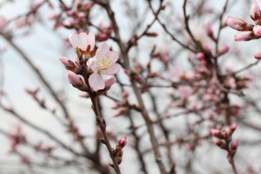 Erken bahar ağacı çiçek tomurcuklarıyla doludur.