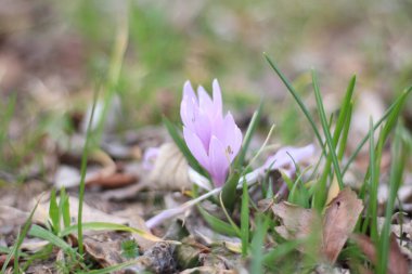 Ormanın zemininde ilkbahar çiçekleri