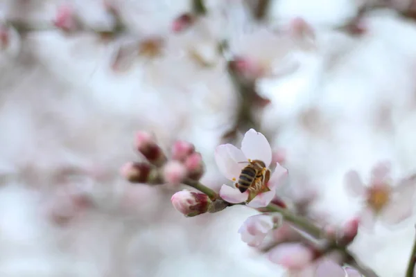 Frühlingsblumen Und Eine Biene — Stockfoto