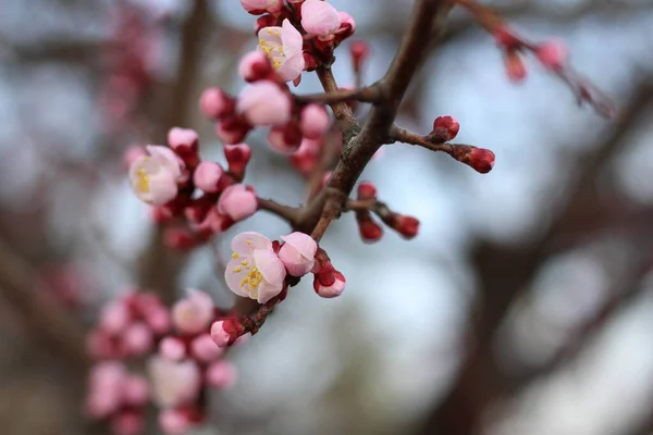 Beautiful Pink Blooming Flower Tree Branch — Stock Photo, Image