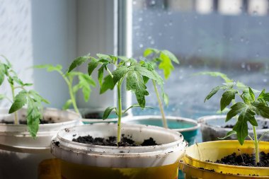 Beyaz bir pencerede çömlek içinde küçük fideler. Bahar ekimi. Pencere kenarındaki tohumlardan yetişen ilk tohumlar. Evde bahçe işleri..